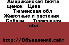 Американская Акита щенок › Цена ­ 20 000 - Тюменская обл. Животные и растения » Собаки   . Тюменская обл.